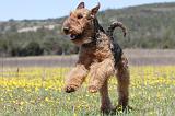 AIREDALE TERRIER 227